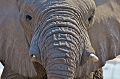 lphant de face
